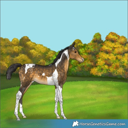 Horse Color:Buckskin Tobiano 