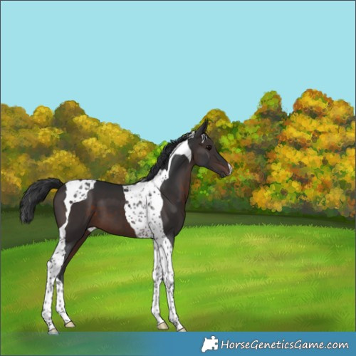 Horse Color:Brown Tobiano 