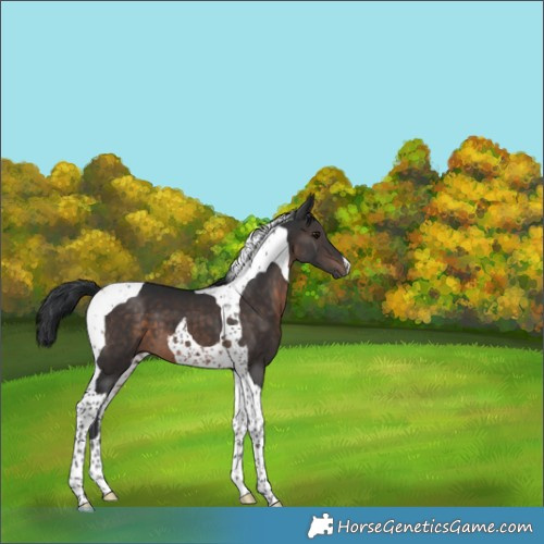 Horse Color:Brown Tobiano 
