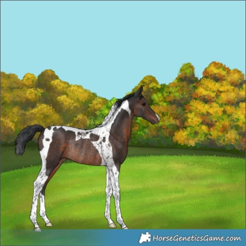 Horse Color:Brown Tobiano Rabicano