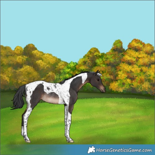 Horse Color:Brown Tobiano Rabicano 