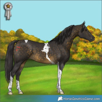 Horse Color:Buckskin Tobiano