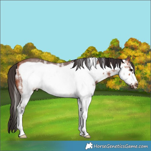 Horse Color:White Spotted Bay Frame 