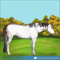 Horse Color:White Spotted Bay Frame