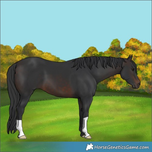 Horse Color:Brown 