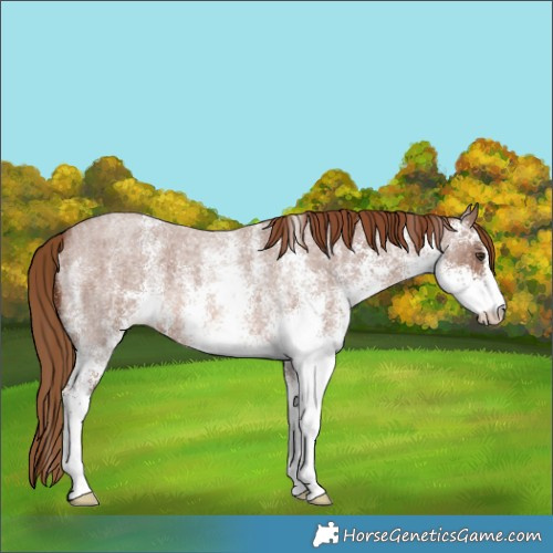 Horse Color:White Spotted Red Roan 