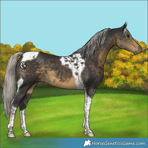 Horse Color:Silver Smoky Black Tobiano 