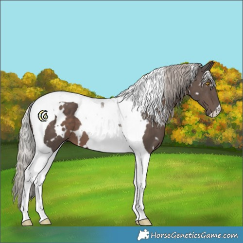 Horse Color:White Spotted Silver Black Tobiano 
