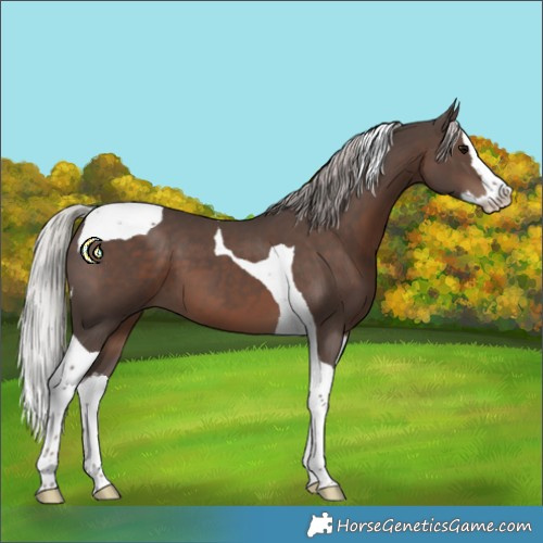 Horse Color:Silver Black Splash Tobiano 