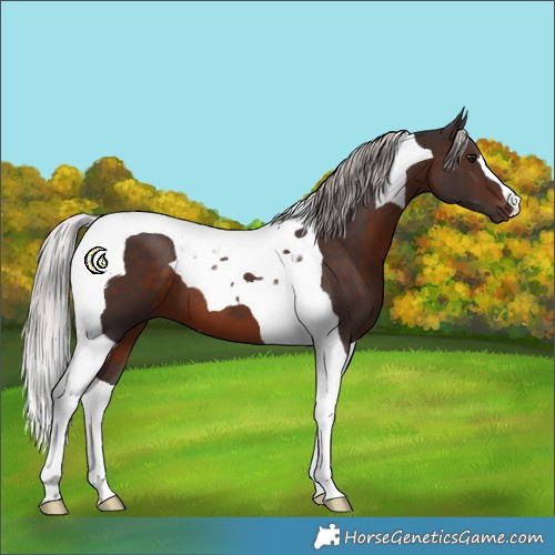 Horse Color:Silver Brown Tobiano