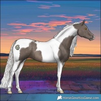 Horse Color:Silver Black Tobiano 