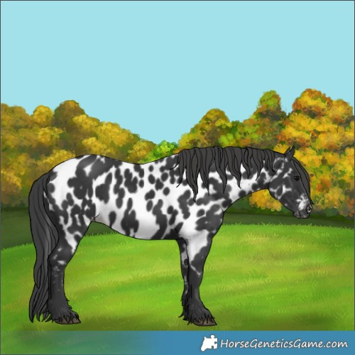 Horse Color:Black Near Leopard Rabicano 