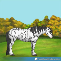 Horse Color:Black Appaloosa Rabicano 