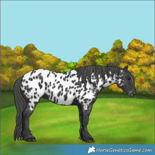 Horse Color:Black Appaloosa Rabicano 
