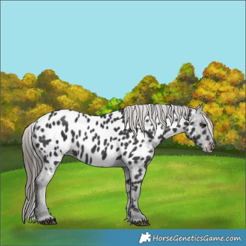 Horse Color:Black Near Leopard Rabicano 