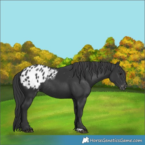 Horse Color:Black Appaloosa Rabicano