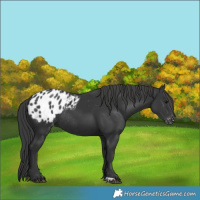 Horse Color:Black Appaloosa Rabicano 