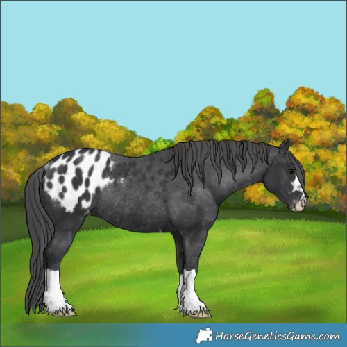 Horse Color:Black Appaloosa Rabicano 