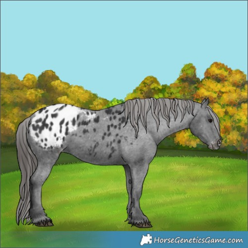 Horse Color:Black Appaloosa Rabicano 
