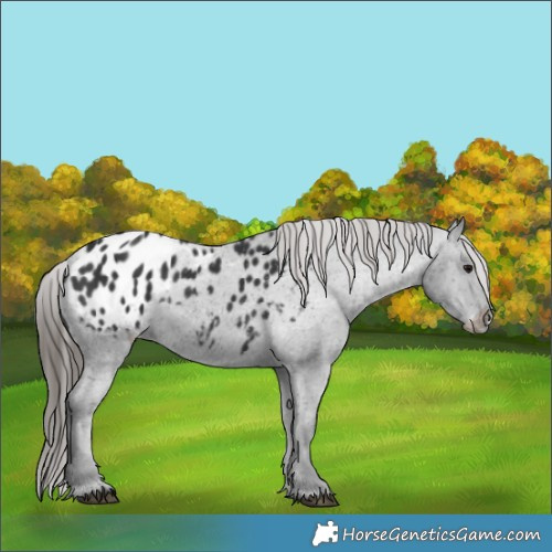 Horse Color:Black Blanket Rabicano 