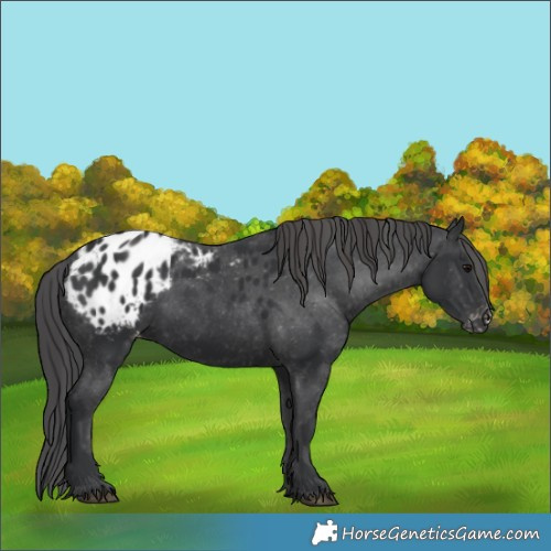 Horse Color:Black Appaloosa Rabicano 