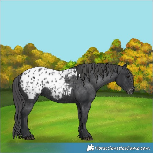 Horse Color:Black Appaloosa Rabicano 