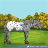 Horse Color:Black Appaloosa Rabicano 