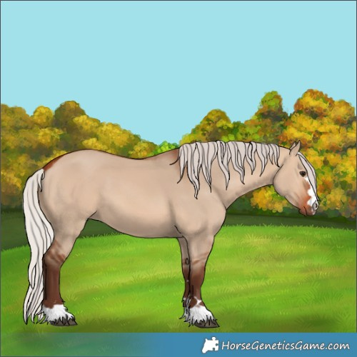 Horse Color:Silver Bay Dun 