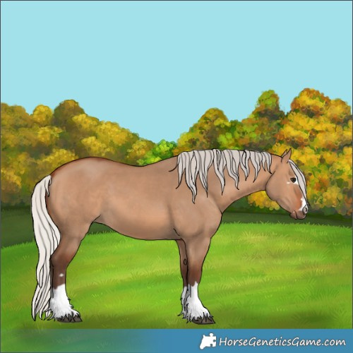 Horse Color:Silver Bay Dun 