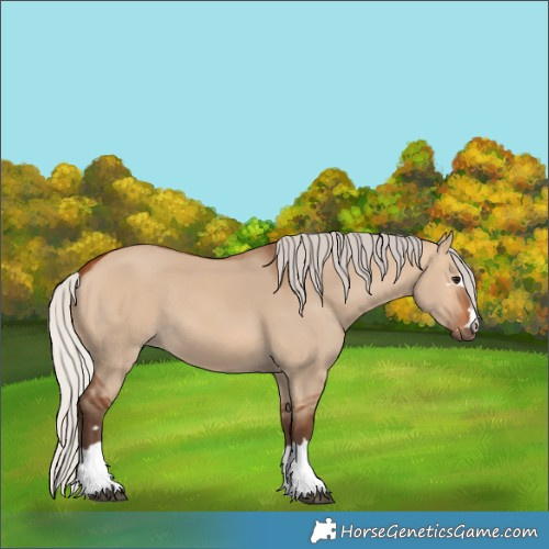 Horse Color:Silver Bay Dun 