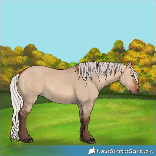 Horse Color:Silver Bay Dun 