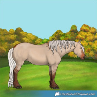 Horse Color:Silver Bay Dun 