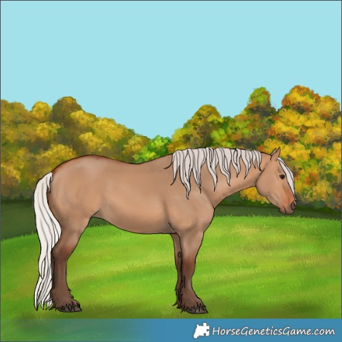 Horse Color:Silver Bay Dun 