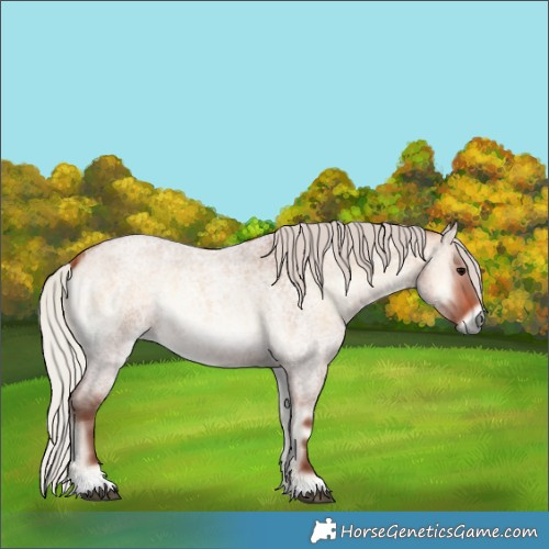 Horse Color:Silver Bay Roan Onyx 