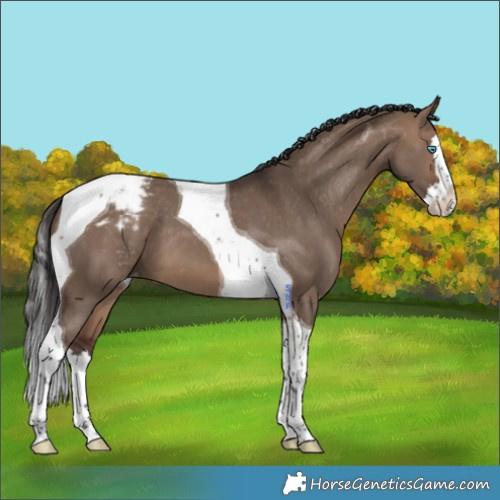 Horse Color:Brown Dun Splash Tobiano Varnish 