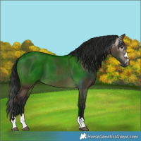 Horse Color:Gray Brown Dun 