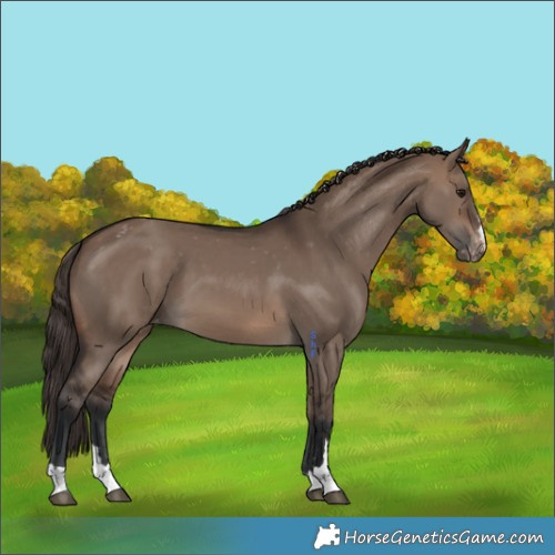 Horse Color:Brown Dun Appaloosa 