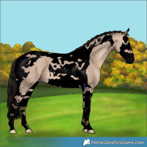 Horse Color:Void Amber Champagne Dun Splash Tobiano 