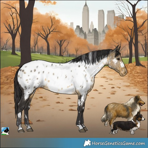Horse Color:White Spotted Buckskin Appaloosa 