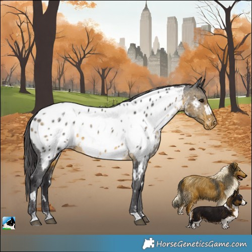 Horse Color:White Spotted Buckskin Near Leopard