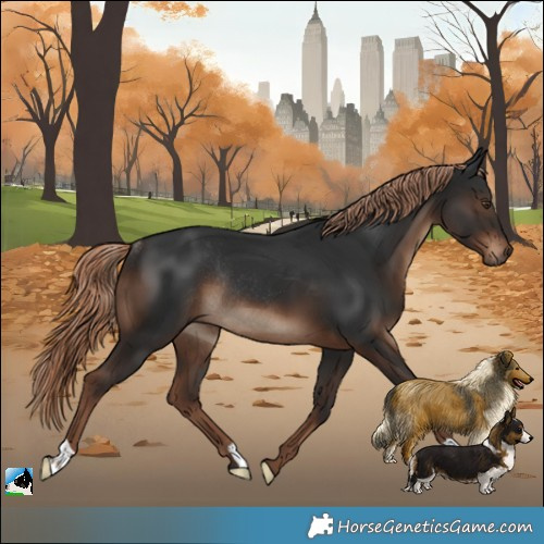 Horse Color:Liver Chestnut Rabicano 