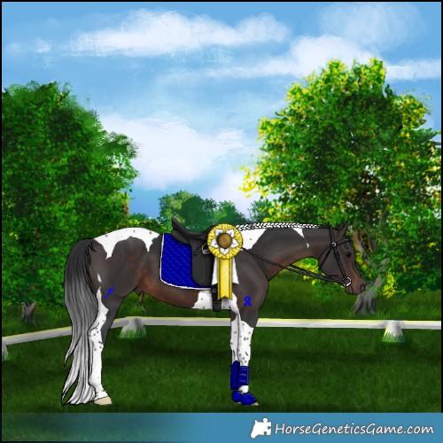 Horse Color:Brown Tobiano 