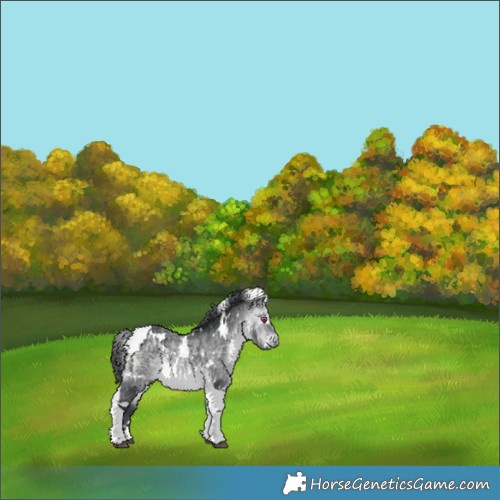 Horse Color:White Spotted Bay Chinchilla Tobiano Rabicano 