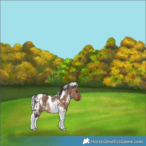 Horse Color:White Spotted Brown Dun Tobiano Appaloosa Rabicano 