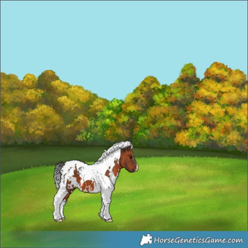 Horse Color:White Spotted Brown Tobiano 