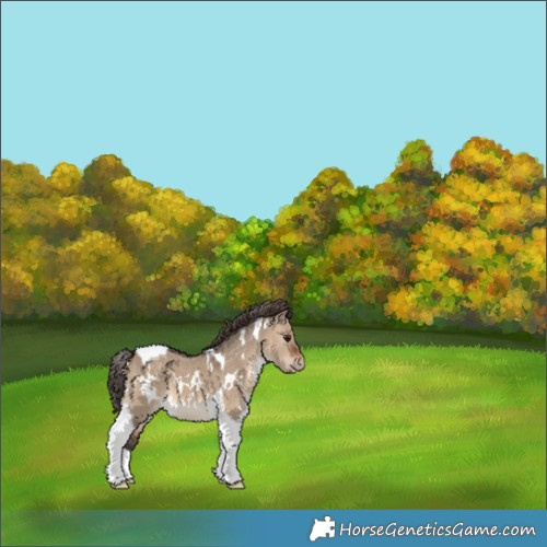 Horse Color:White Spotted Bay Dun Tobiano Appaloosa