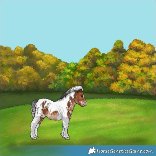 Horse Color:White Spotted Bay Tobiano 