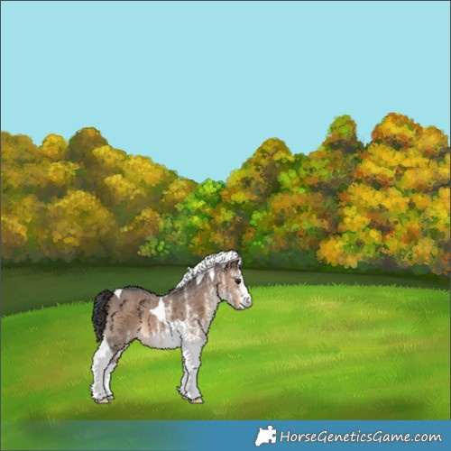 Horse Color:White Spotted Brown Dun Tobiano 