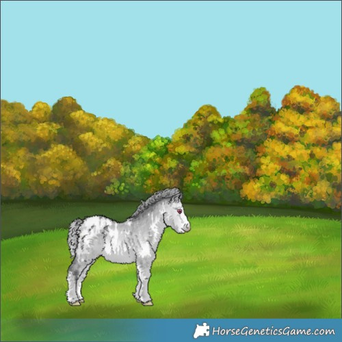 Horse Color:White Spotted Bay Chinchilla Dun Appaloosa Rabicano 