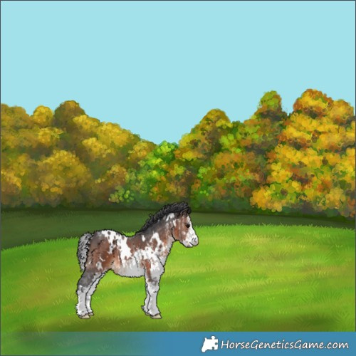 Horse Color:White Spotted Brown 